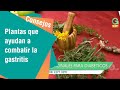 Plantas que ayudan a combatir la gastritis | Consejos para usted