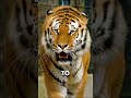 This Predator Hunts Alone… And Wins #funfact #shorts #information