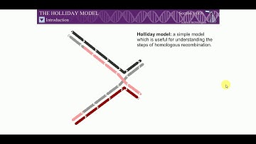 The Holliday model animation