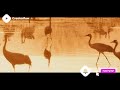 🎥 Birds Sunset Stock Footage | RED Raven 4K Royalty free stock video footage