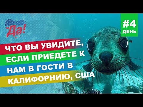 Новогодние Каникулы В Америке