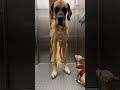 Wrong Elevator… Again 🐶