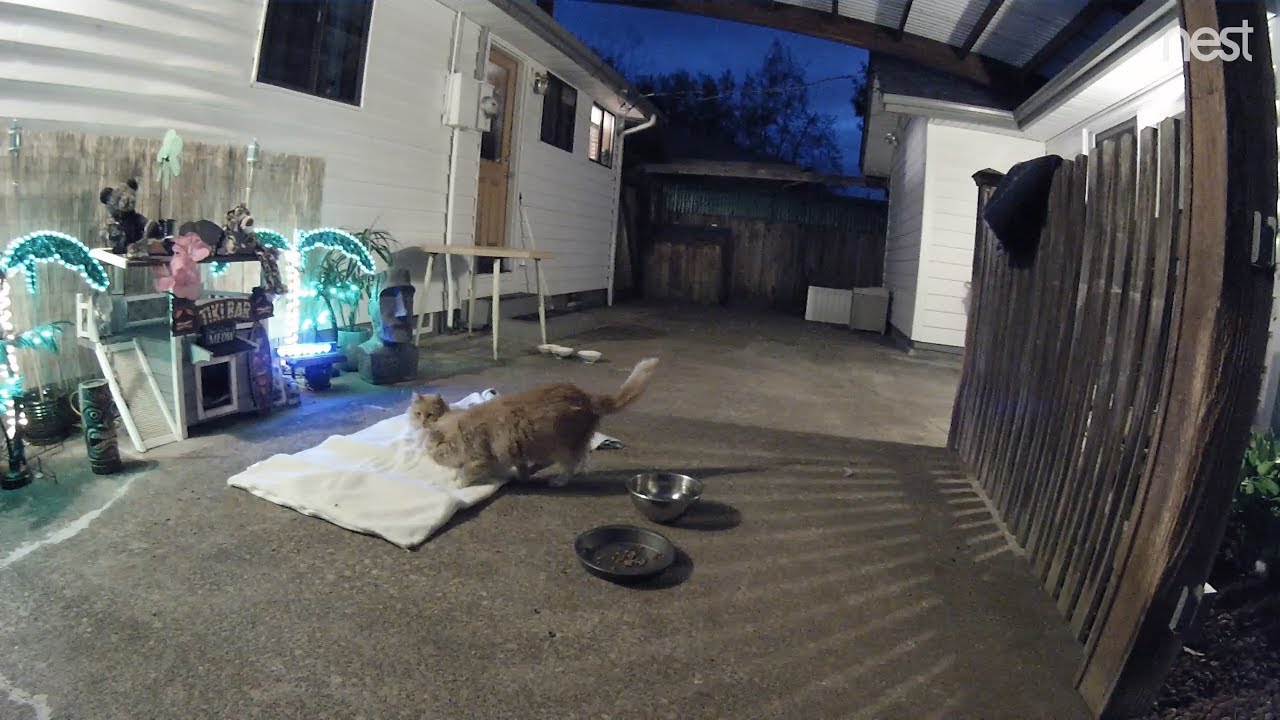 cat condo 2 mod apk M3FC 0195 Skittie joins Leo on the new blankie