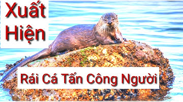 Nóng. Rái cá tấn công người ở Alaska,Mỹ