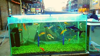 Exotic Fish at Saddar Aquatic Aquarium Fish Shop #Farazretro #Marketvlog #Travelvlog