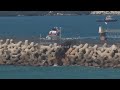 Several boats arrive at Ashdod port in Israel after being intercepted by Israeli navy