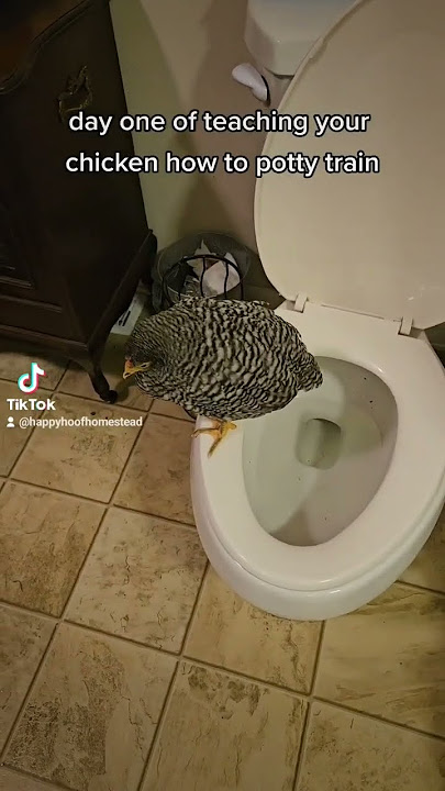 you can teach a new chick new tricks #chicken #shorts #pottytraining #homesteading