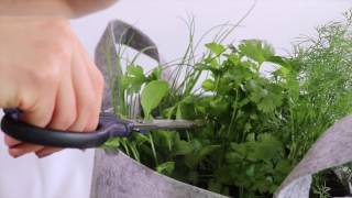 How to Harvest Cilantro How to Harvest Cilantro