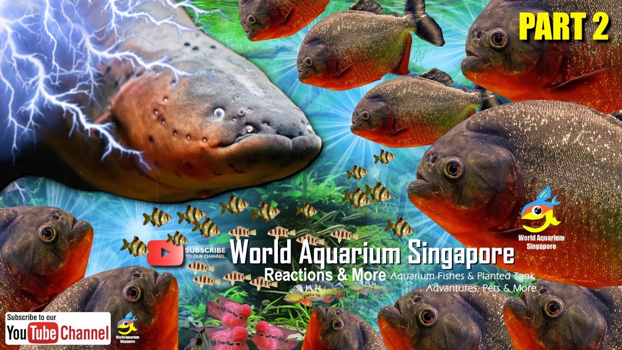 Electric EEL VS Piranha Part2 The Giant Electric EEL YouTube