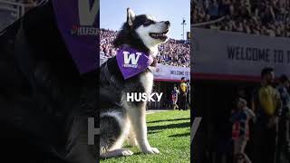 Top 4 Reasons Why Husky Football Offers An Ultimate College Game Day Experience #Washington #Huskies