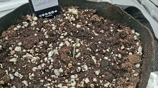 Helping The Seedling Open Quicker! Seeds From Fastbuds with TSG #cannabiseducation #grow
