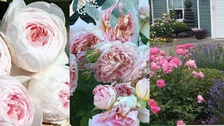 My Romantic Roses Collections || First flushes June 2022 || PNW zone 8A || Part 1