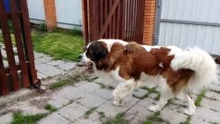 Московская сторожевая собака охраняет двор. Самый милый пёс в мире.