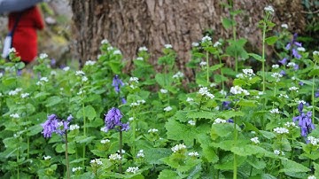 Stranded Deep farming