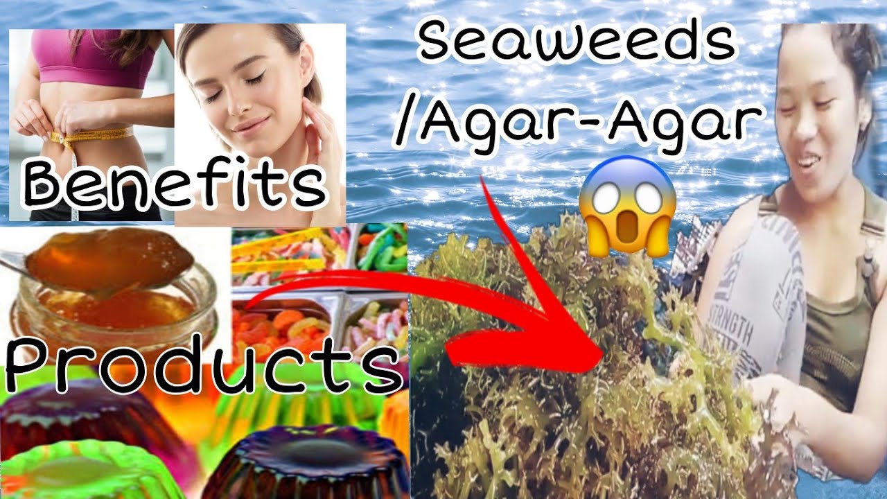 Products and Benefits of AgarAgar/Seaweeds 💕 YouTube