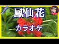鳳仙花 島倉千代子 カラオケ With Romaji KARAOKE