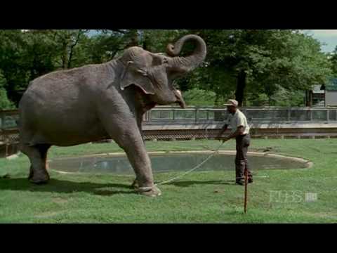 Nature (PBS) - Shirley the Elephant (Part 1)