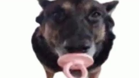 Random memes on my camera roll PT2