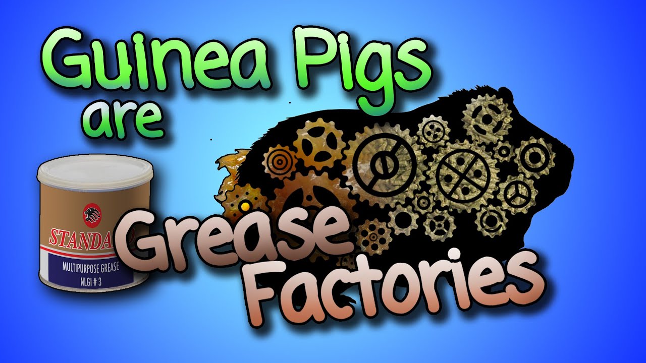 How Funky Are Guinea Pig Grease Glands? YouTube