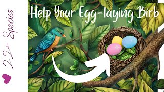 Parrotlets Laying Eggs: 3 Ways To Help Them | #parrot_bliss #parrotlets