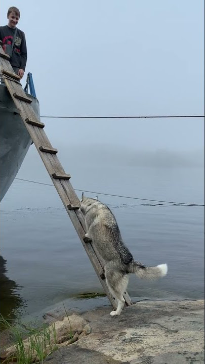 Smart Husky climbs ladder to board boat with people.