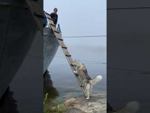 Smart Husky climbs ladder to board boat with people.