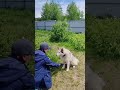 Плюше - хаски