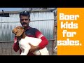 Nimbkar pure Boer Goat Farm Phaltan Explained By Malhari Sir  Hindi part 1