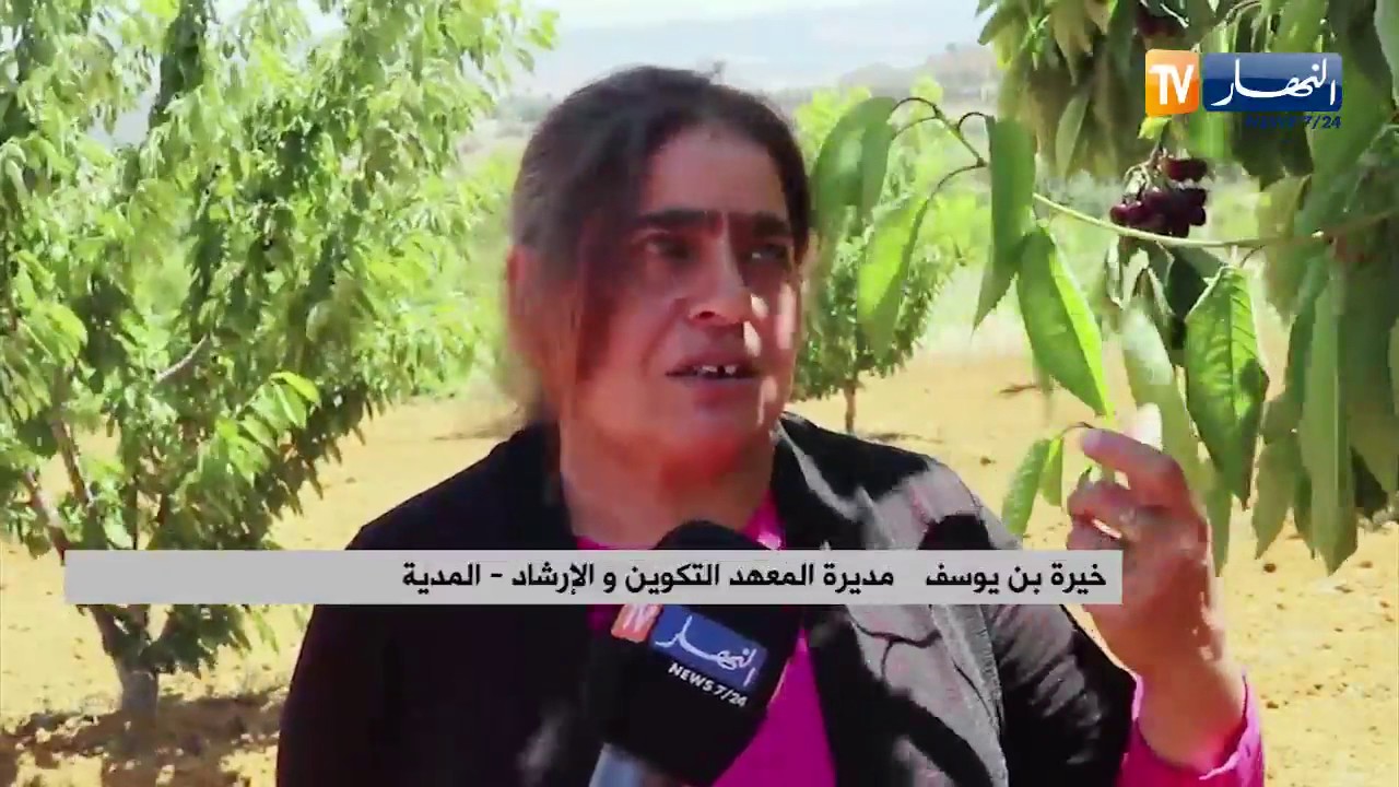 المدية: كرز بن شيكاو.. نوعية مميزة تبحث عن الأسواق