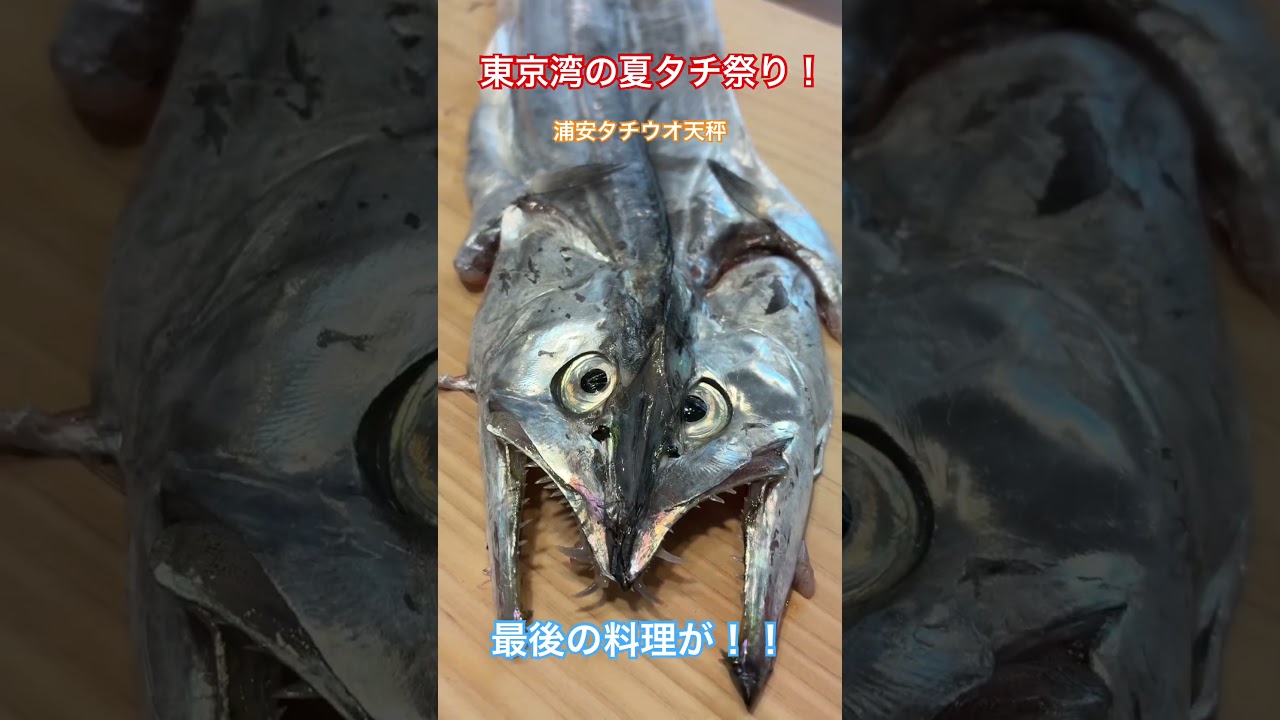 Summer cutlassfish fishing in Tokyo Bay is on fire! From a huge