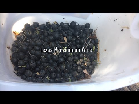 Texas Persimmon Wine: Processing and Recipe Step 1