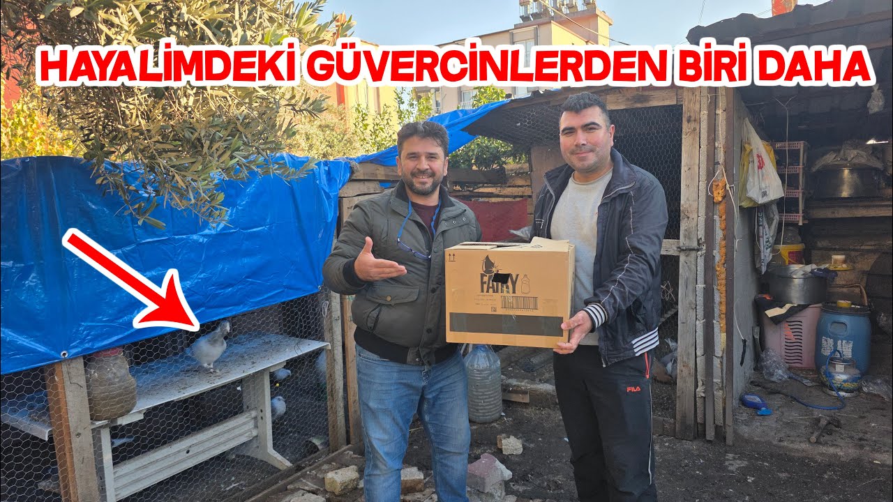 Kenan Abi Hediye Güvercin Verdi Başka Bir Çifti Yerinden Etti