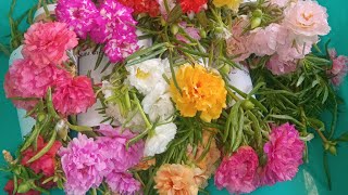 பதினைந்து வண்ணங்களில் டேபிள் ரோஸ் 🌷#gardening #terracegarden #flowers #homegarden #youtube #trending