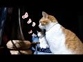キリンジさんのエイリアンズを歌う猫