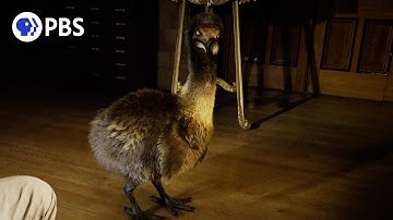 What the Dodo Bird ACTUALLY Looked Like