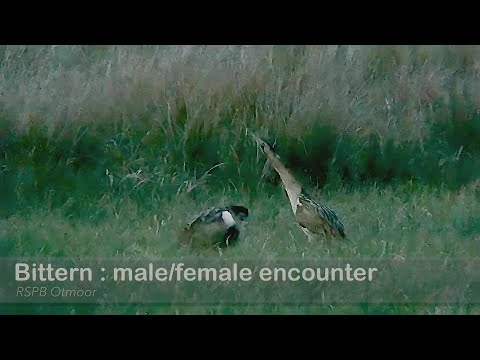 Bittern : male & female (dusk encounter) : RSPB Otmoor