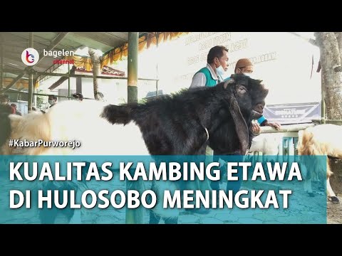 Kontes Kambing, Upaya Kembalikan Masa Kejayaan Kambing Etawa di Hulosobo