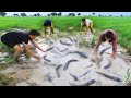 Top 2 Fishing Videos By Two Handsome Men - Unique Catch Fish By Hand In The Rice Field - tyriq1256