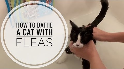 How to Bathe a Cat with Fleas
