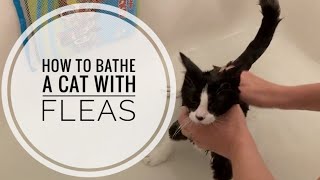 How to Bathe a Cat with Fleas