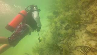 Scuba Diving at Coffins Patch Reef in the Florida Keys