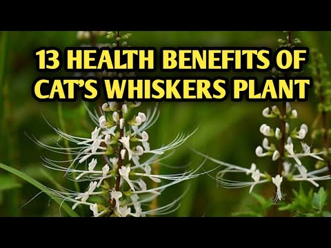 CAT&rsquo;S WHISKERS PLANT HELPS IN RESPIRATORY PROBLEMS AND TREATS MANY OTHER DISEASES.