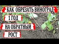 🍇 Не жадничать! Осенняя ОБРЕЗКА и УКРЫТИЕ на зиму ОДНОЛЕТНЕГО винограда. Обрезка на ОБРАТНЫЙ рост.