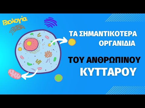 Βίντεο: Είναι τα ριβοσώματα οργανίδιο;