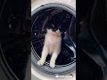 #кот