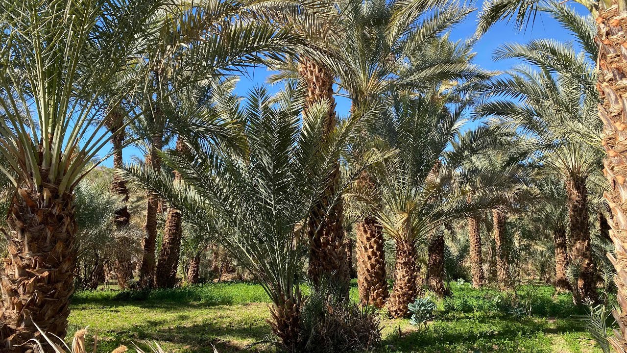 Atlas Studios, Taourirt Kasbah, Agdz, Wadi Draa | Morocco 