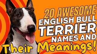 20 Awesome English Bull Terrier Names With Meanings