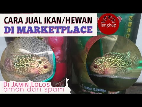 Video: Cara Menjual Haiwan