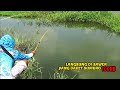 ADA SULTAN DI PEMANCINGAN !! Mancing liaran di sawer 100rb yang dapet sombro duluan