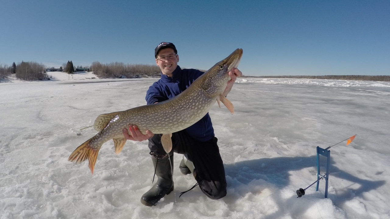Big Northern Pike ice fishing Manitoba Canada(on Tip ups) 
